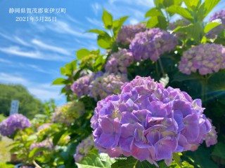 あじさい情報 Au Webポータル