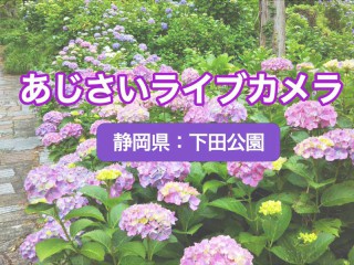 あじさい 麻綿原高原 千葉 の紫陽花の見頃 様子