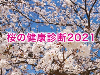 東山動植物園の桜 名所情報21 名古屋市千種区 桜開花 名所情報 ウェザーニュース