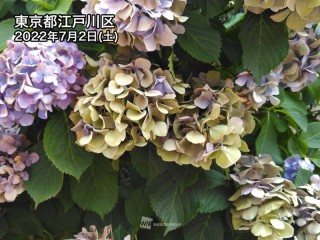 植物公園緑花センターあじさい園のあじさい見頃情報