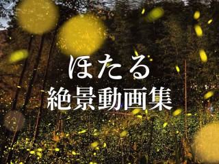 豊田町全域 木屋川 粟野川流域の蛍情報 22年 ウェザーニュース