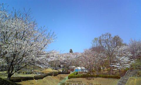 茨城の桜 名所情報 21 桜開花 名所情報 ウェザーニュース