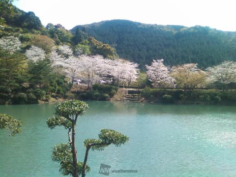 宮崎の桜 名所情報21 桜開花 名所情報 ウェザーニュース