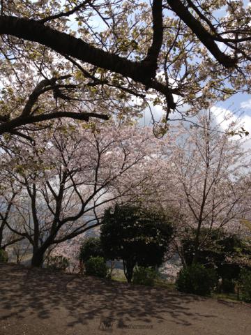 宮崎の桜 名所情報21 桜開花 名所情報 ウェザーニュース