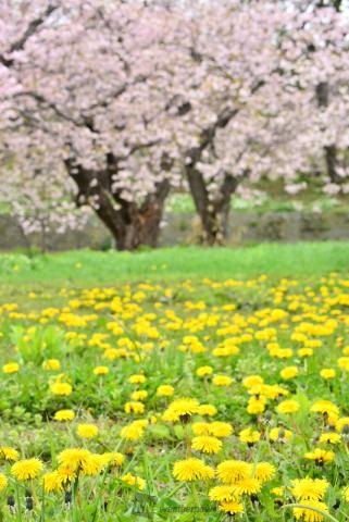 北海道の桜 名所情報21 桜開花 名所情報 ウェザーニュース