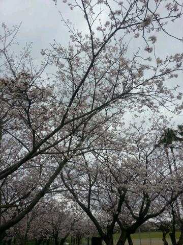 鹿児島の桜 名所情報21 桜開花 名所情報 ウェザーニュース