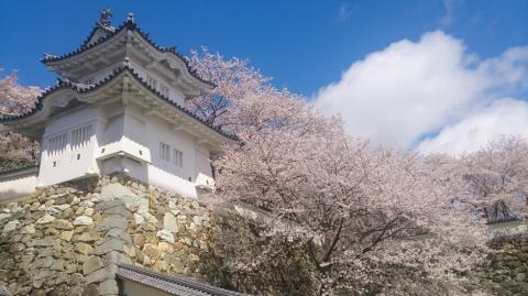 兵庫の桜 名所情報 桜開花 名所情報 ウェザーニュース