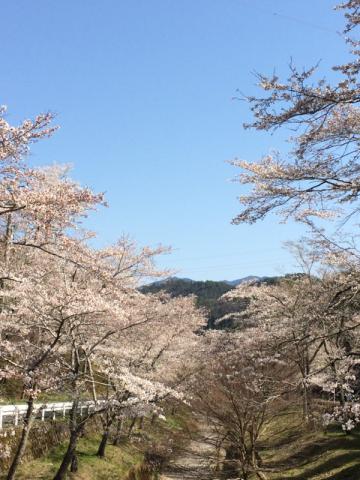 岐阜の桜 名所情報21 桜開花 名所情報 ウェザーニュース