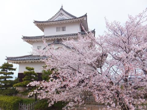 香川の桜 名所情報21 桜開花 名所情報 ウェザーニュース