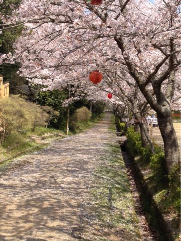 香川の桜 名所情報21 桜開花 名所情報 ウェザーニュース