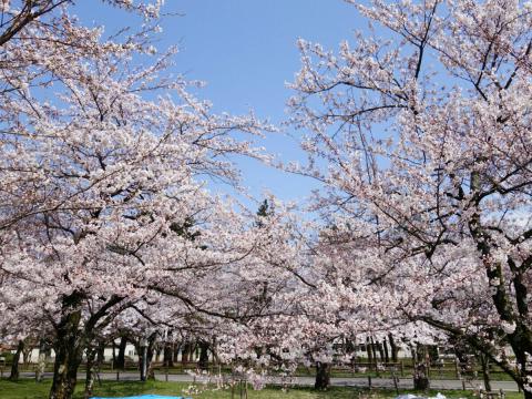 村松公園の花見 桜情報 22年 ウェザーニュース