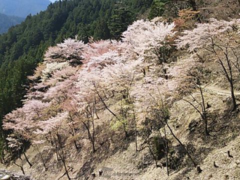 奈良 吉野 桜 奥 千本 ショップ