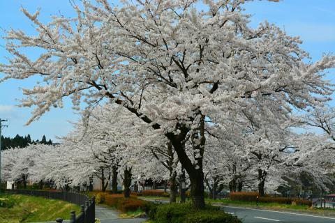 平泉町内 県道300号線沿い の桜 名所情報21 岩手県西磐井郡平泉町 桜開花 名所情報 ウェザーニュース