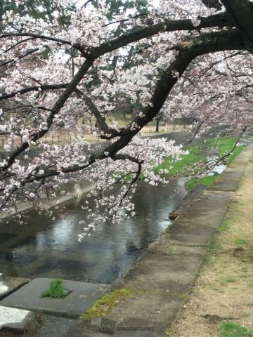 兵庫の桜 名所情報 桜開花 名所情報 ウェザーニュース