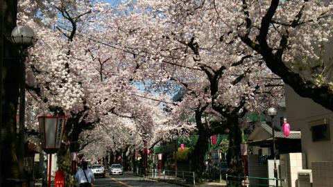 東京の桜 名所情報21 桜開花 名所情報 ウェザーニュース