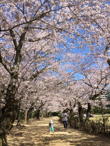 香川の桜 名所情報21 桜開花 名所情報 ウェザーニュース