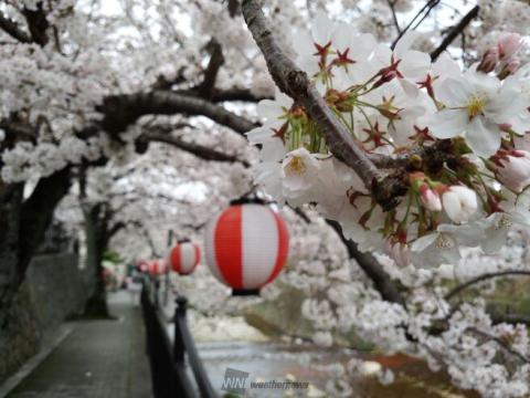 兵庫の桜 名所情報21 桜開花 名所情報 ウェザーニュース