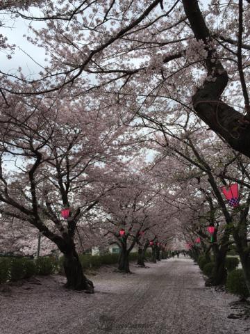 宮崎の桜 名所情報21 桜開花 名所情報 ウェザーニュース