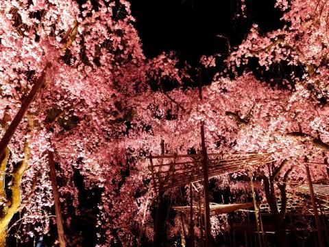 京都の桜 名所情報21 桜開花 名所情報 ウェザーニュース