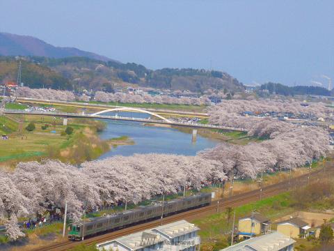 宮城の桜 名所情報21 桜開花 名所情報 ウェザーニュース