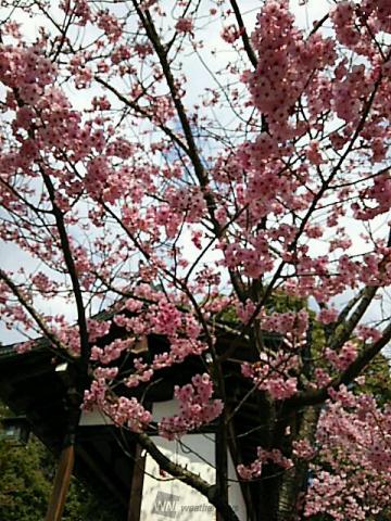 香川の桜 名所情報21 桜開花 名所情報 ウェザーニュース