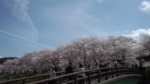 島根の桜 名所情報 桜開花 名所情報 ウェザーニュース