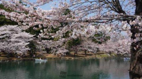 群馬の桜 名所情報21 桜開花 名所情報 ウェザーニュース