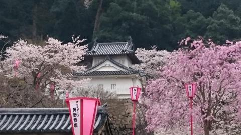 兵庫の桜 名所情報21 桜開花 名所情報 ウェザーニュース