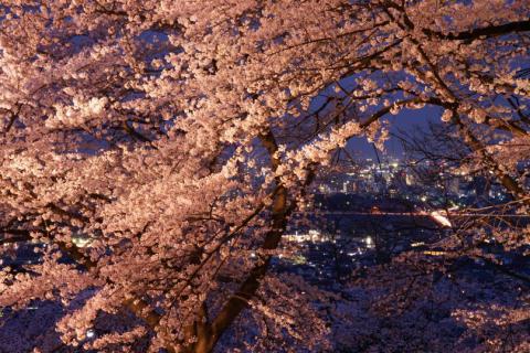 群馬の桜 名所情報21 桜開花 名所情報 ウェザーニュース