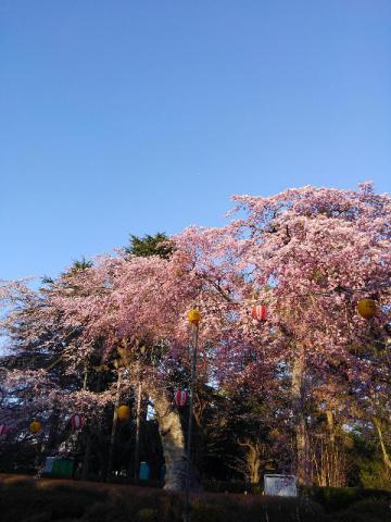 宮城の桜 名所情報21 桜開花 名所情報 ウェザーニュース