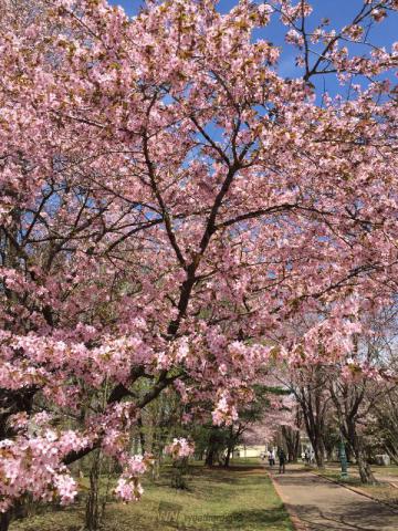 北海道の桜 名所情報21 桜開花 名所情報 ウェザーニュース