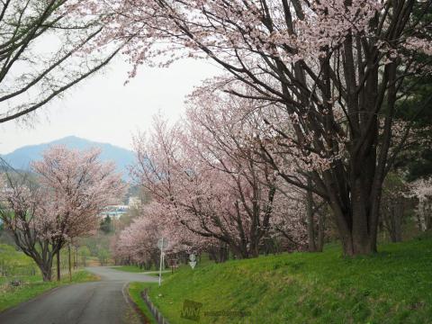 北海道の桜 名所情報21 桜開花 名所情報 ウェザーニュース