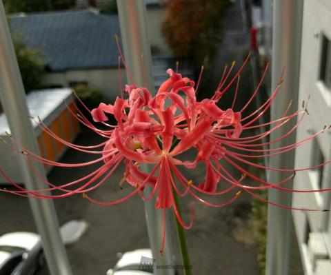 彼岸花 10 28 ベランダで撮影 こん 北海道札幌市中央区 Nefertiti ウェザーニュース