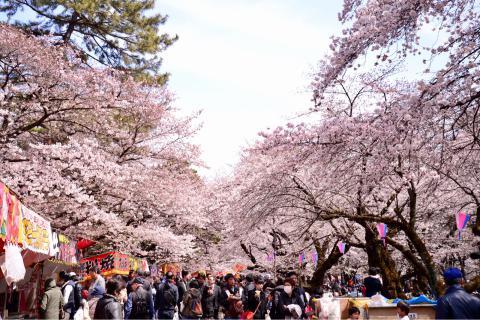 埼玉の桜 名所情報2021 桜開花 名所情報 ウェザーニュース
