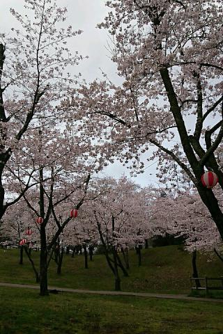 大分の桜 名所情報21 桜開花 名所情報 ウェザーニュース