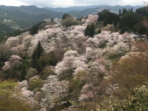 奈良の桜 名所情報21 桜開花 名所情報 ウェザーニュース
