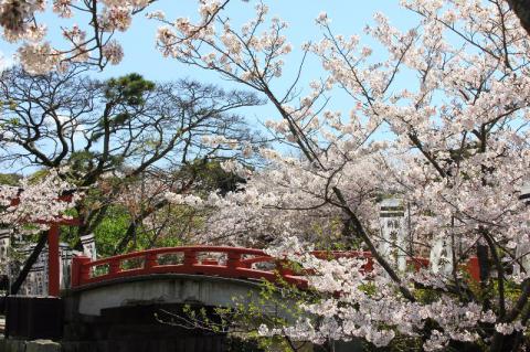 神奈川の桜 名所情報 21 桜開花 名所情報 ウェザーニュース