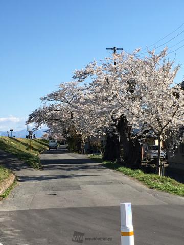 ぴょんちゃんさんの最上川堤防千本桜さくらリポート さくらch ウェザーニュース