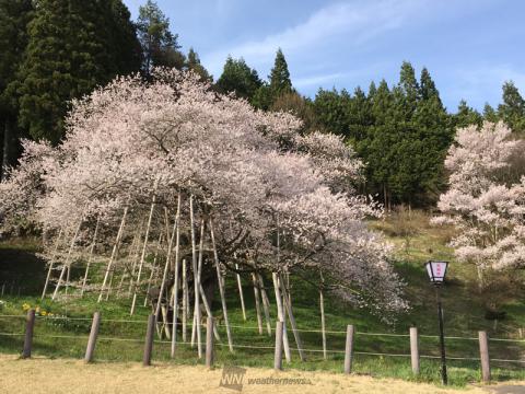 岐阜の桜 名所情報21 桜開花 名所情報 ウェザーニュース