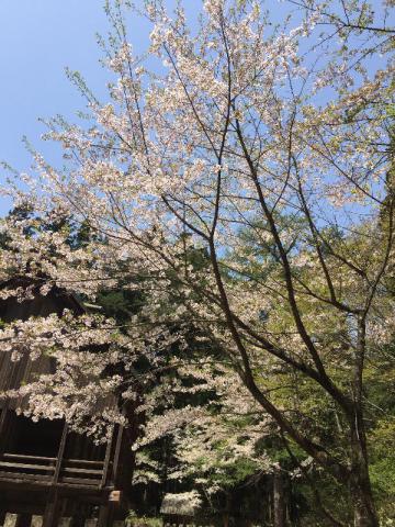 さかずさんの大鹿桜さくらリポート さくらch ウェザーニュース