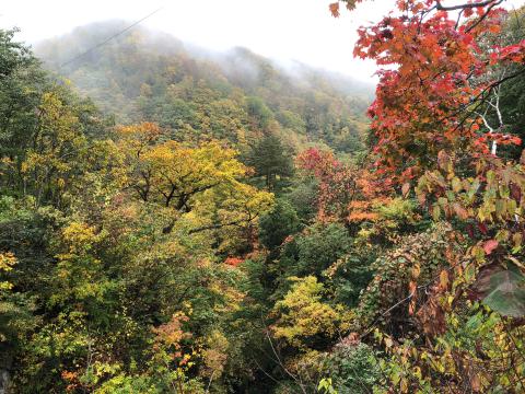 紅葉リポート 紅葉情報 ウェザーニュース