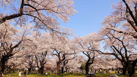 桜絶景写真館 注目の空の写真 ウェザーニュース