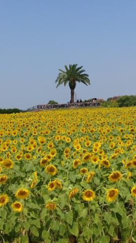 ひまわり畑がちょうど見頃でした ただ 大阪府和泉市 かんちん ウェザーニュース