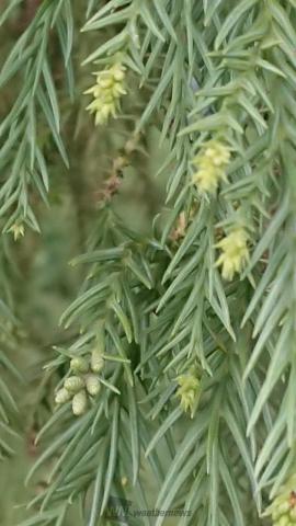 スギの雄花を調査中 注目の空の写真 ウェザーニュース