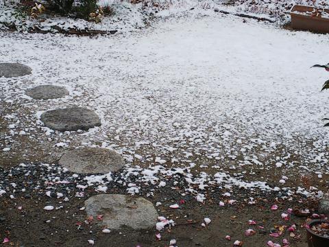 今の庭の積雪状態。