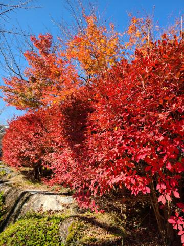 紅葉リポート 紅葉情報 ウェザーニュース