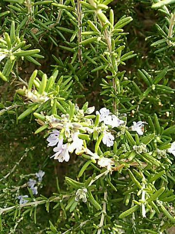 薄紫のローズマリーの花 花言葉の中 静岡県駿東郡長泉町 Aki ウェザーニュース