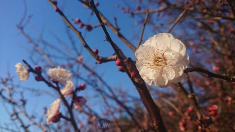 梅の花 今年は開花ペース早く 注目の空の写真 ウェザーニュース