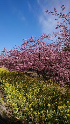 季節を彩る春の花 注目の空の写真 ウェザーニュース