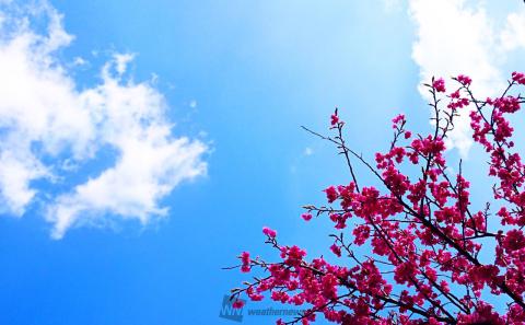 青空と春の花コラボ 注目の空の写真 ウェザーニュース